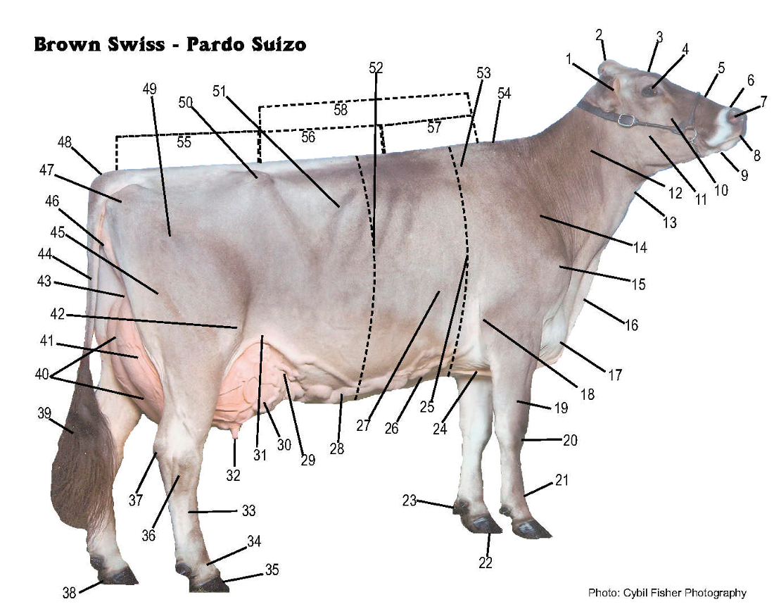 Cow Parts Chart