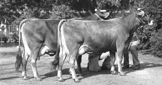 Jane 2nd & 3rd, undefeated Produce, 1937 Waterloo & National Dairy Show