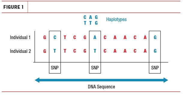 DNA Sequence