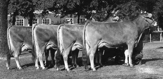 the 4 janes 1938 nat'l dairy show