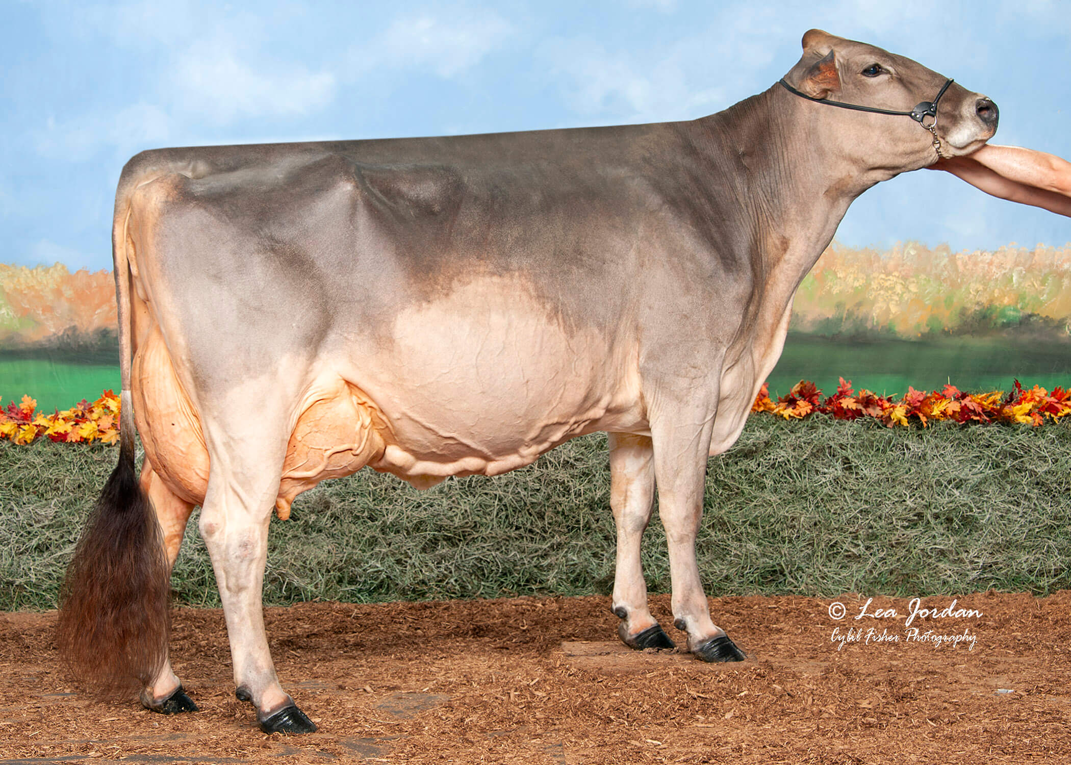 National Cow For All Seasons 2024